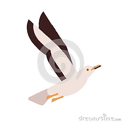 Beautiful flying seagull vector flat illustration. Adorable nautical marine bird, arctic inhabitant isolated on white Vector Illustration