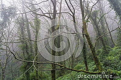 Beautiful foggy, misty woodland scene. Taken in Sintra, Portugal in winter Stock Photo