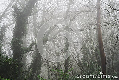 Beautiful foggy, misty woodland scene. Taken in Sintra, Portugal in winter Stock Photo