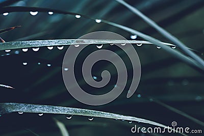 Beautiful foliage in dark green color. Droplets of water on tropical palm leaf closeup.Nature background for your design Stock Photo