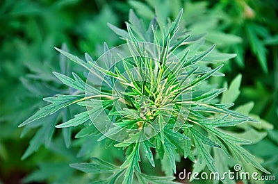 Beautiful foliage of Artemisia vulgaris in the yard Stock Photo