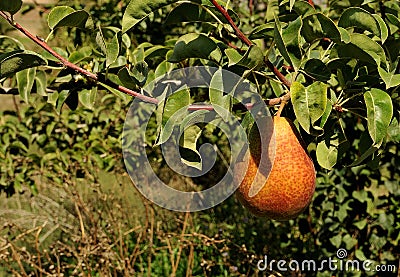 A beautiful Forelle pear still on the tree Stock Photo