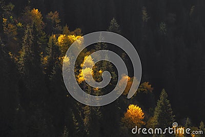 Beautiful forest autumn landscape, an yellowed trees and dark spruce trees growing together Stock Photo