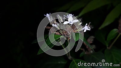 Beautiful forest flower plant background. Night shot Stock Photo