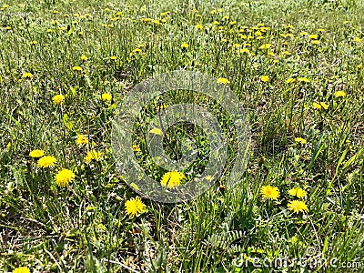 Beautiful forest flowers unleash their charm on a warm spring day. Stock Photo