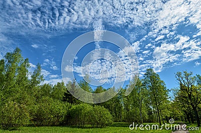 Beautiful forest landscape Stock Photo