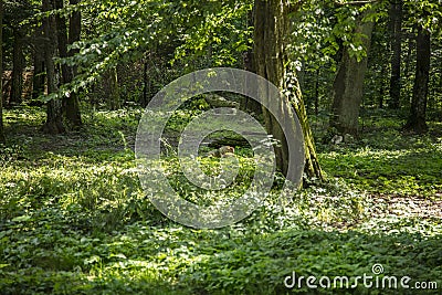 Beautiful forest landscape in the Bialowieza Forest Stock Photo