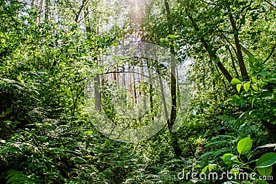 Beautiful forest landscape with green ferns, trees and bushes Stock Photo