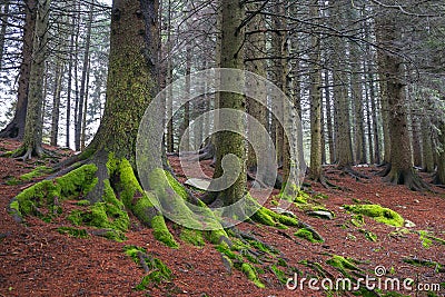 Forest on Mount Floyen, Bergen, Norway Stock Photo