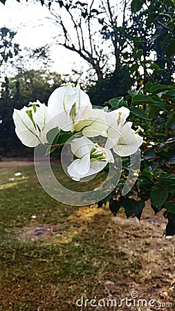 Beautiful forest mumbai flowers aarey Stock Photo