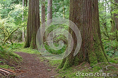 Beautiful forest of Pacific Northwest Stock Photo