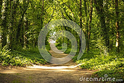 A Beautiful Forest Path on a Way Home in The Green Woods Stock Photo
