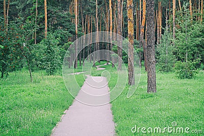 Beautiful forest road. beautiful pine forest with a road. Stock Photo