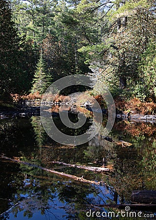 Beautiful forest scene reflected in still water Stock Photo