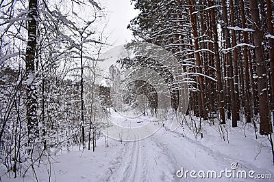 Beautiful forest in the snow, snowy road, winter around, winter fairy tale Stock Photo