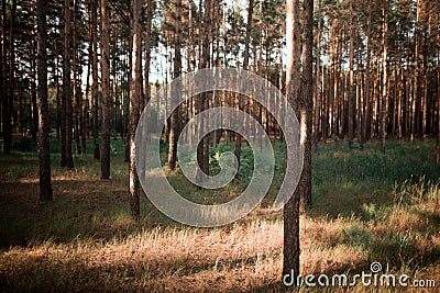 Beautiful forest with tree trunks. Stock Photo