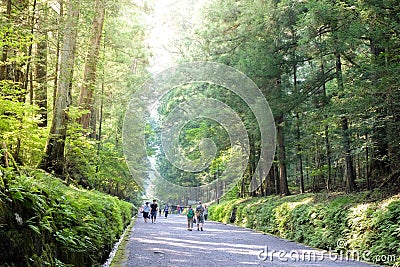 Beautiful forest walk way near Nikko world heritage, Japan with fantastic lighting Editorial Stock Photo