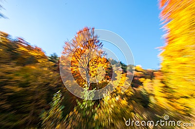 Beautiful forest with zooming effect Stock Photo