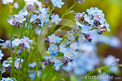 Beautiful forget-me-not blue wildflowers Myosotis in the blurred background of green grass Stock Photo