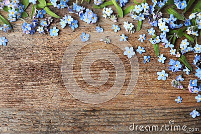 Beautiful forget-me-not flowers and space for text on wooden background Stock Photo