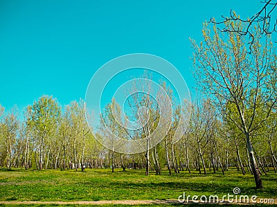 Beautiful forrest Stock Photo