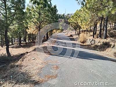 Beautiful forrest road view. Stock Photo