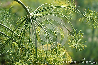 Beautiful fractal umbrella plant macro. Stock Photo