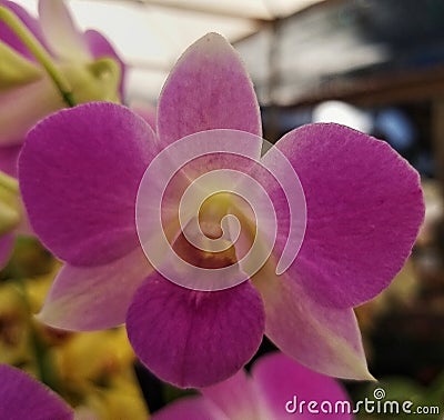 beautiful fragile and simple flower Stock Photo