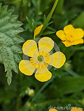 Beautiful fragile yellow petal flower Stock Photo