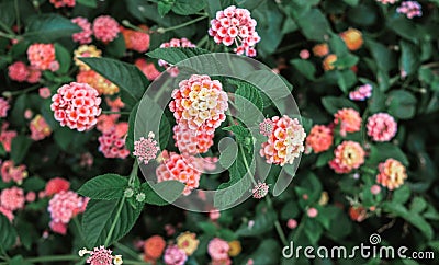 Beautiful fragrant blooming flowers of flowering plant lantana camara from verbena family. Blossoming season in spring. Colorful Stock Photo