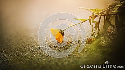 A beautiful fragrant calendula flower is fading, dropping yellow petals on the asphalt. Nature and medicinal herbs Stock Photo