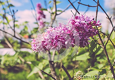 Beautiful fragrant lilac Stock Photo