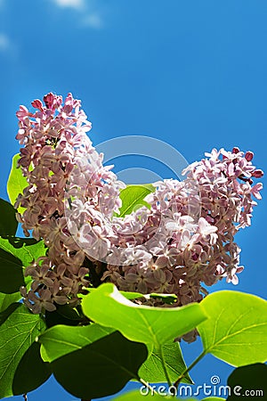 Beautiful fragrant lilac flowers Siringa vulgaris bloom on the trees in the city park Stock Photo