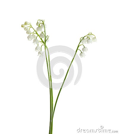 Beautiful fragrant lily of the valley flowers Stock Photo
