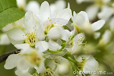 Beautiful, fragrant, white flowers of the bird chert Prunus padus, hackberry, hagberry, or Mayday tree, with a blurred Stock Photo