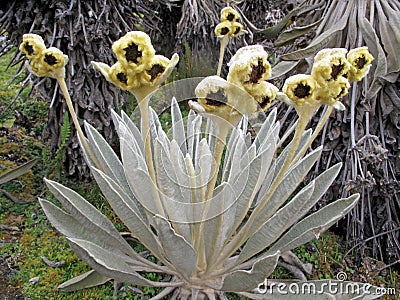 Beautiful Frailejones plants, Espeletia, in paramo highland of Cocuy National Park, Colombia Stock Photo