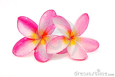 Beautiful Frangipani plumeria Stock Photo