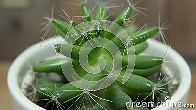 A beautiful fresh cactus in the white pot with dark background Stock Photo