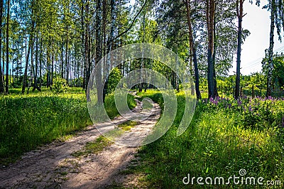 A beautiful fresh country summer landscape consisting of a dirt road or path through a grove of birch and pine trees. There is a Stock Photo