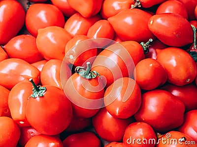 Beautiful fresh deep red tomatoes just picked Stock Photo