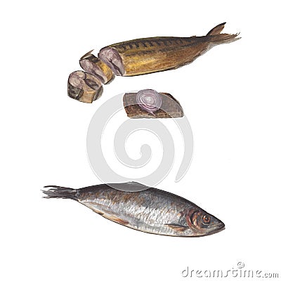 Beautiful fresh fish for cooking. Herring and smoked mackerel. Cartoon Illustration