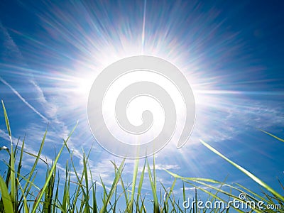 Beautiful fresh grass against sun at spring Stock Photo