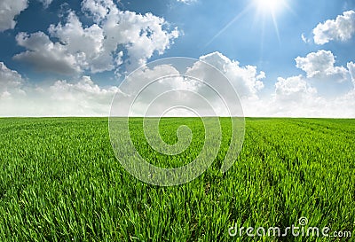 Beautiful fresh grass field with blue sky. Stock Photo