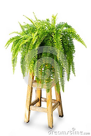 Boston fern on white background Stock Photo