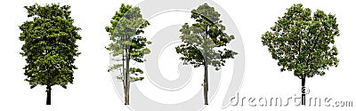 Beautiful fresh green deciduous tree isolated on pure white background for graphic, The collection of trees. Stock Photo