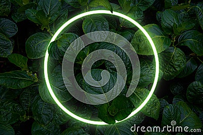 Beautiful and fresh green leaves with circle neon light Stock Photo