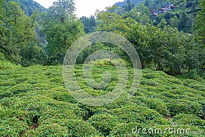 Beautiful fresh green tea plantation at Rize,Turkey Stock Photo