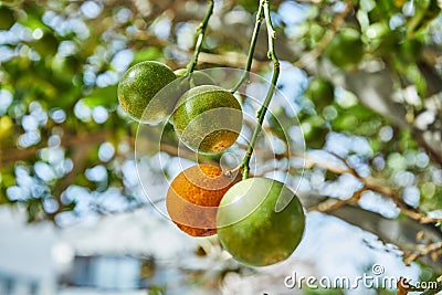 Beautiful and fresh green unripe tangerines on a branch in the summer against the blue sky Stock Photo