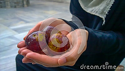 Beautiful fresh and healthy handful of purple colorful figs in hands of a woman Stock Photo