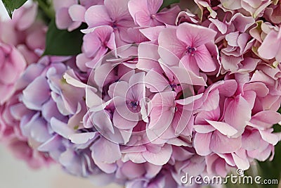 Beautiful fresh hydrangea flowers. Interior design Stock Photo